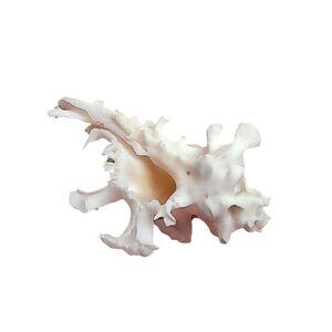 Rare Murex Zamboi Burch Coral Shell Specimen From Mactan Island Cebu GEM